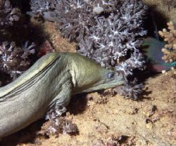 Dinner. Moray about to snack on parrot fish.Night dive Re... by Chris Kennedy 